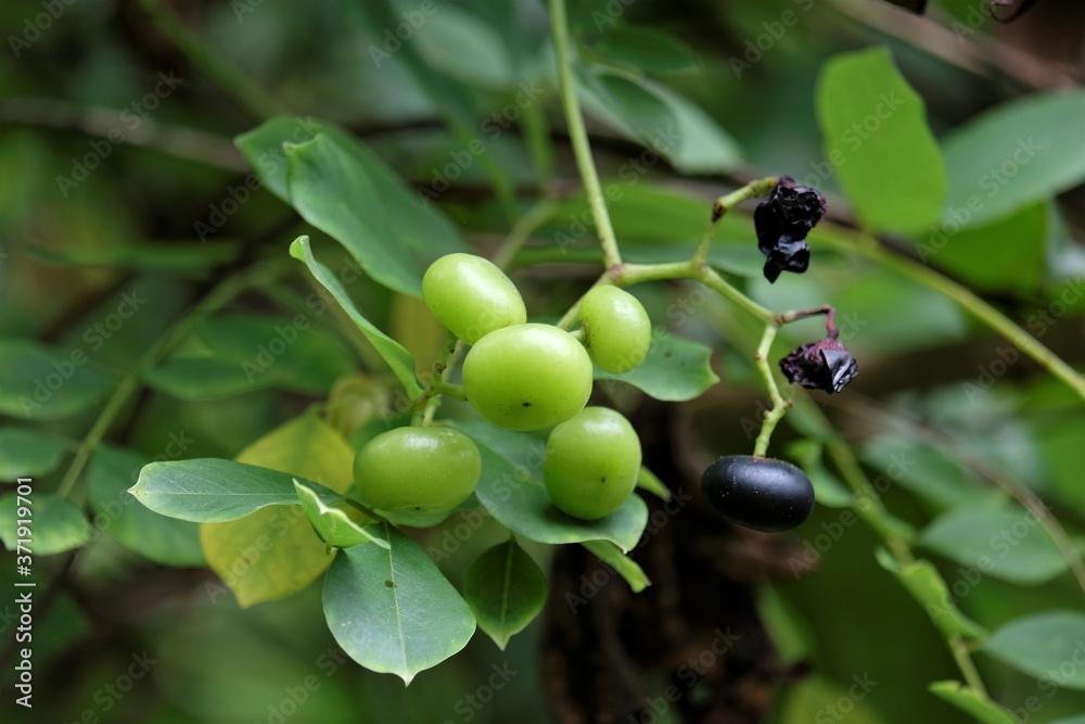 Cayratia mollissima fruits, or Vitis mollissima Wallich. The berry is ovoid in shape, measure up to 2.5 cm in diametre, white to pinkish in colour and with crystals. Cayratia mollissima fruits, or Vitis mollissima Wallich. The berry is ovoid in shape, measure up to 2.5 cm in diametre, white to pinkish in colour and with crystals.
