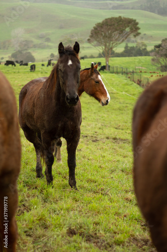 Horses enjoying the green pastures of a rural farm. 