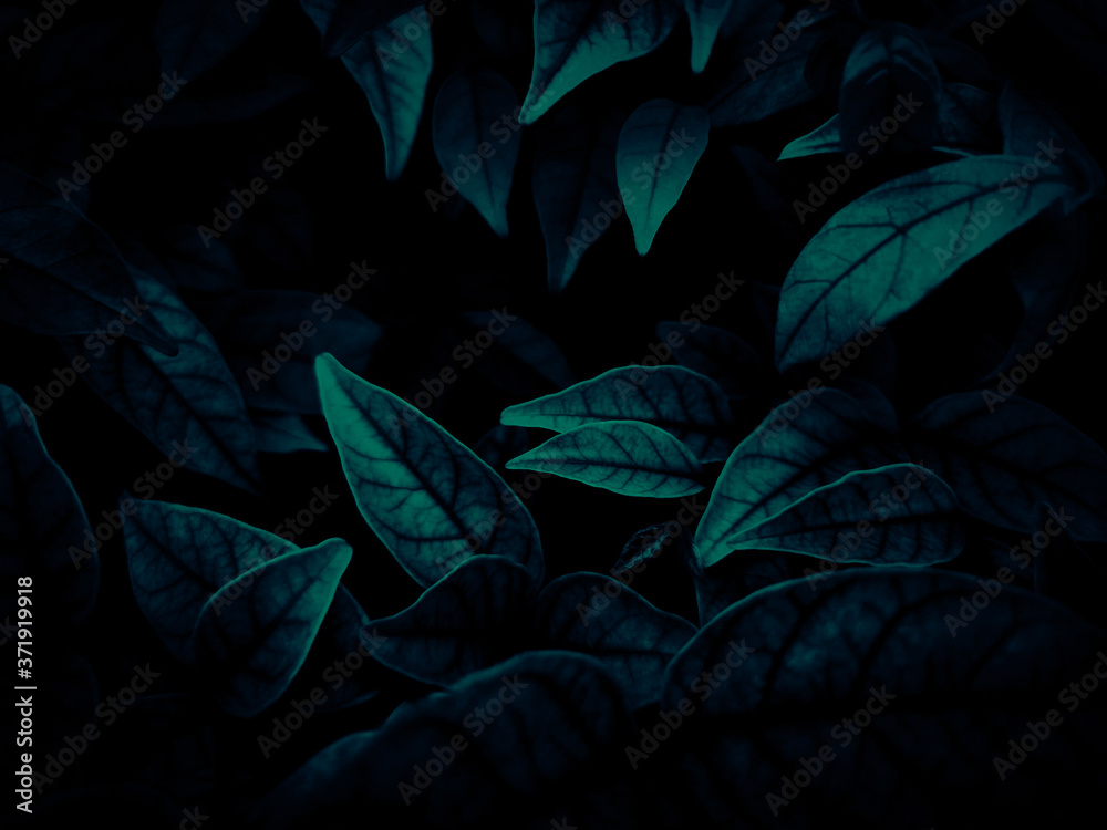Beautiful abstract color gray and blue flowers on dark background and dark flower frame and blue leaves texture, blue background, dark blue graphics banner Beautiful abstract color gray and blue flowers on dark background and dark flower frame and blue leaves texture, blue background, dark blue graphics banner