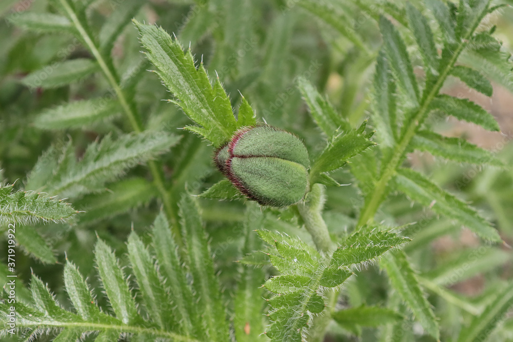 Unopened poppy bud.