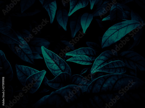 Beautiful abstract color gray and blue flowers on dark background and dark flower frame and blue leaves texture, blue background, dark blue graphics banner
