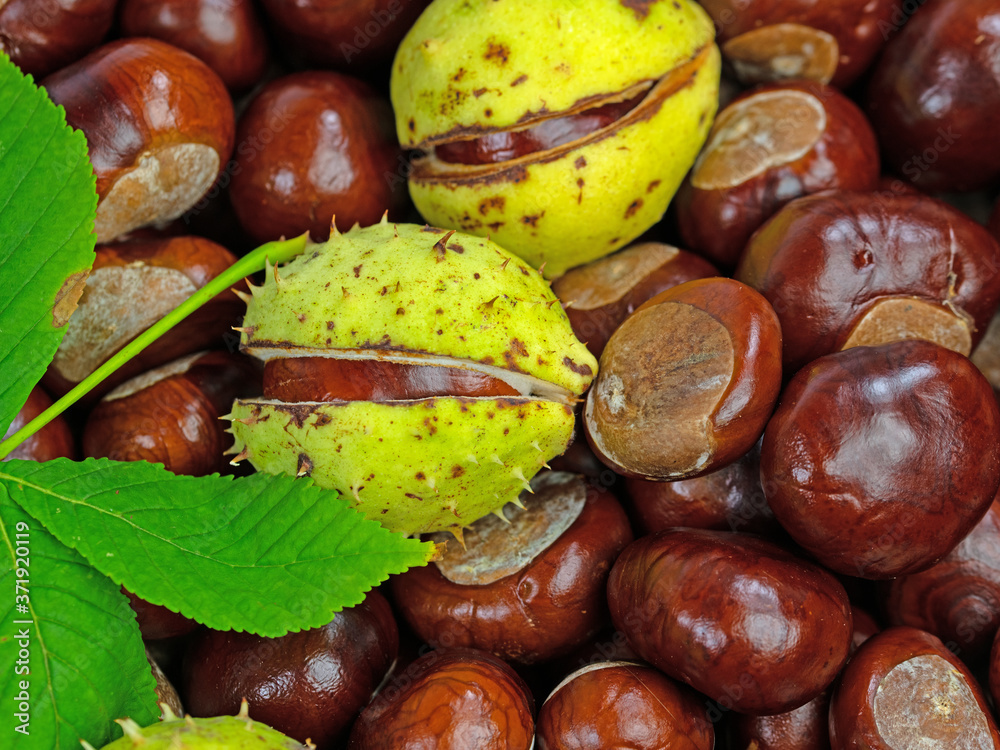 Früchte der Rosskastanie, Aesculus hippocastanum Früchte der Rosskastanie, Aesculus hippocastanum