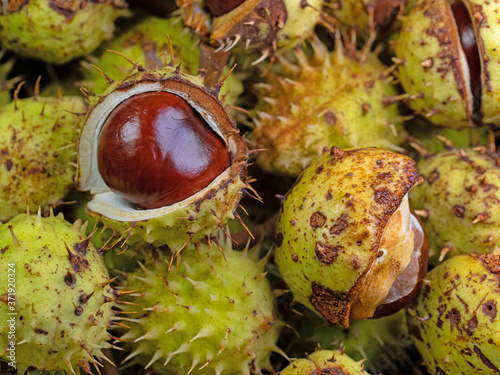 Früchte der Rosskastanie, Aesculus hippocastanum