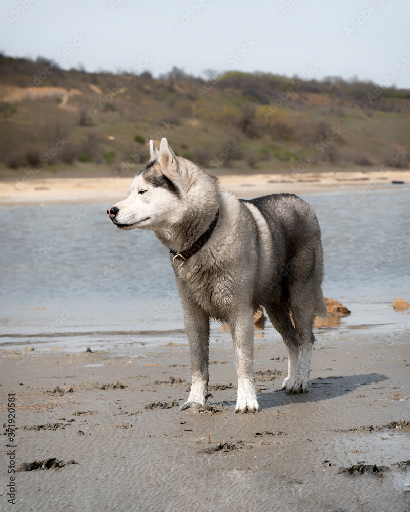 A mature Siberian Husky male is standing on the beach. The male has wet grey & white fur and blue eyes. The surface is brown sand, clay. There some yellow rocks and water in the background. A mature Siberian Husky male is standing on the beach. The male has wet grey & white fur and blue eyes. The surface is brown sand, clay. There some yellow rocks and water in the background.
