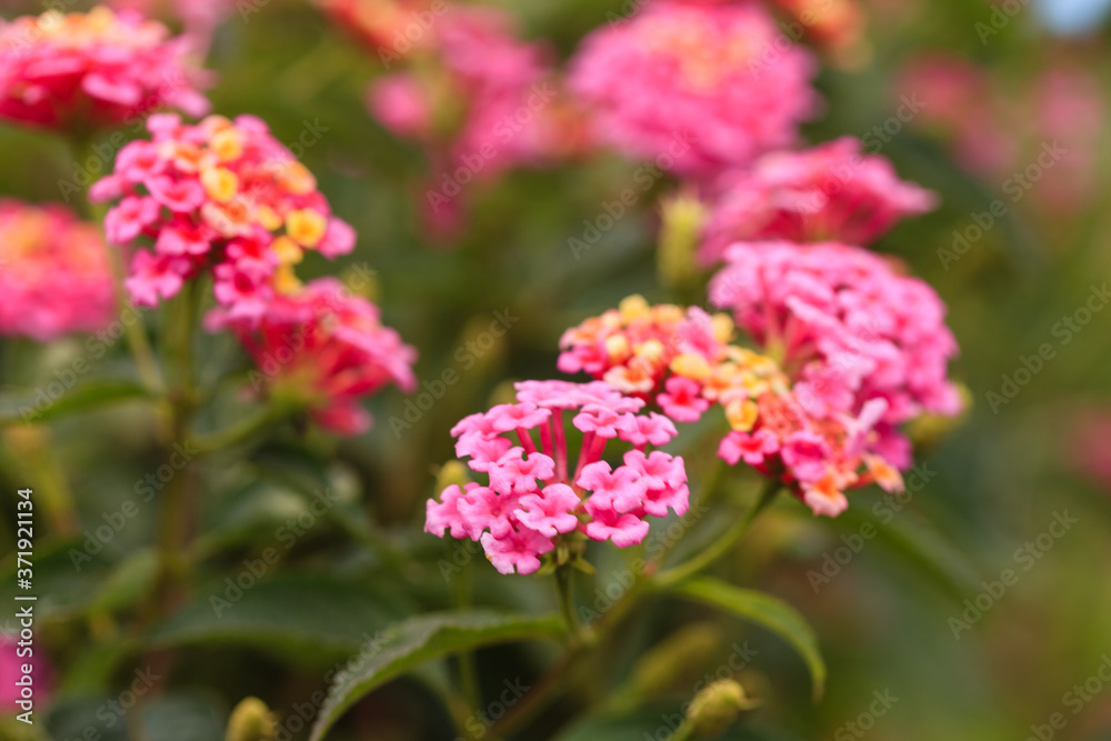Lantana camara flowers in the garden Lantana camara flowers in the garden