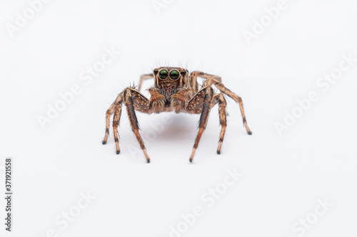 spider on a white background © anucha
