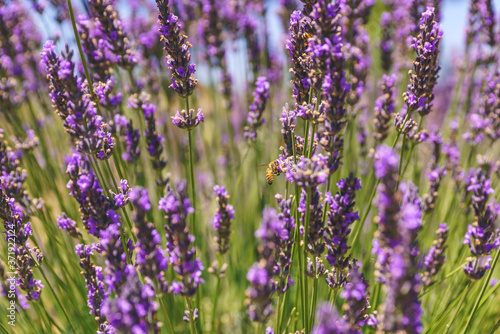 Lavender flowers and bees closeup. Sunny summer day, Lavender farm in California