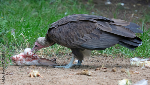 Big vulture eating