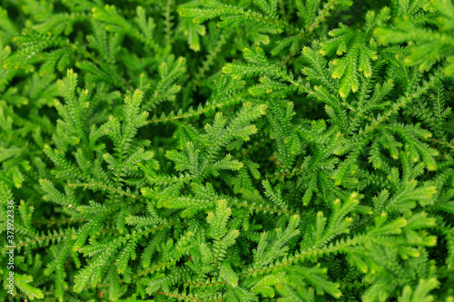 Close up of green leaf texture