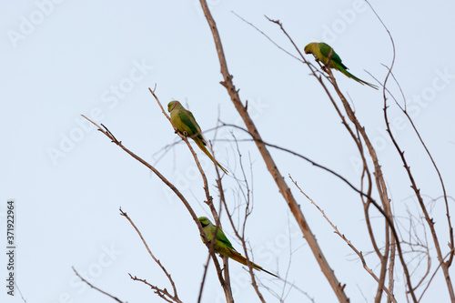 Tree green drara parrots photo