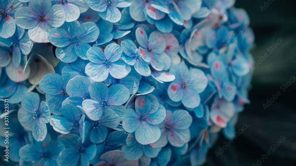 Close up blue hydrangea macrophylla flower in cinematic dark tone Close up blue hydrangea macrophylla flower in cinematic dark tone