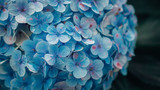 Close up blue hydrangea macrophylla flower in cinematic dark tone 