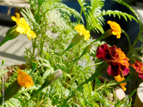 Marigolds Tagetes erecta, Mexican marigold, Aztec marigold, African marigold , Indian Marigold , Genda Phool © heyprtk