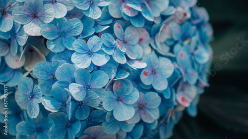 Close up blue hydrangea macrophylla flower in cinematic dark tone  © Ingrid