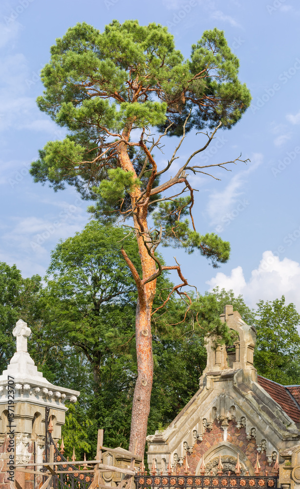 Old pine growing over old catholic chapel Old pine growing over old catholic chapel
