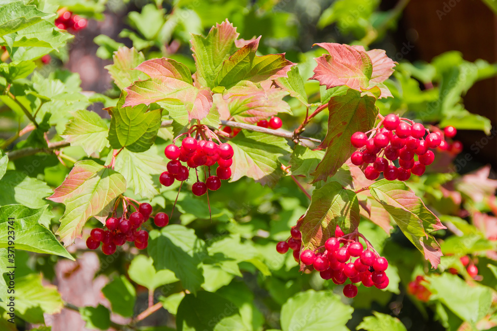Bush of viburnum with ripe berries and leaves, background Bush of viburnum with ripe berries and leaves, background