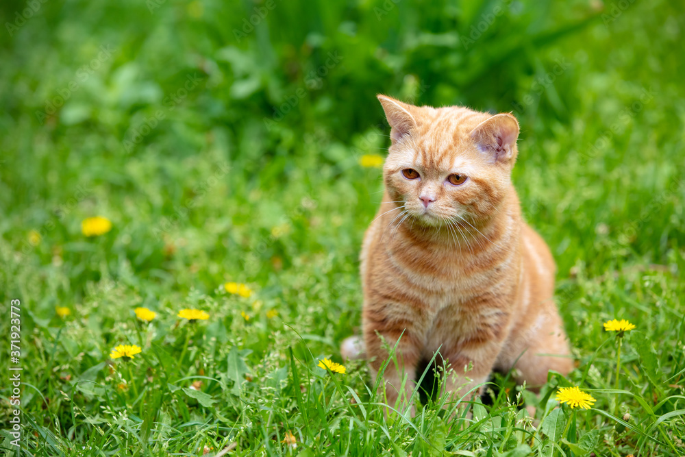 Ginger kitten walks on the grass in the summer garden