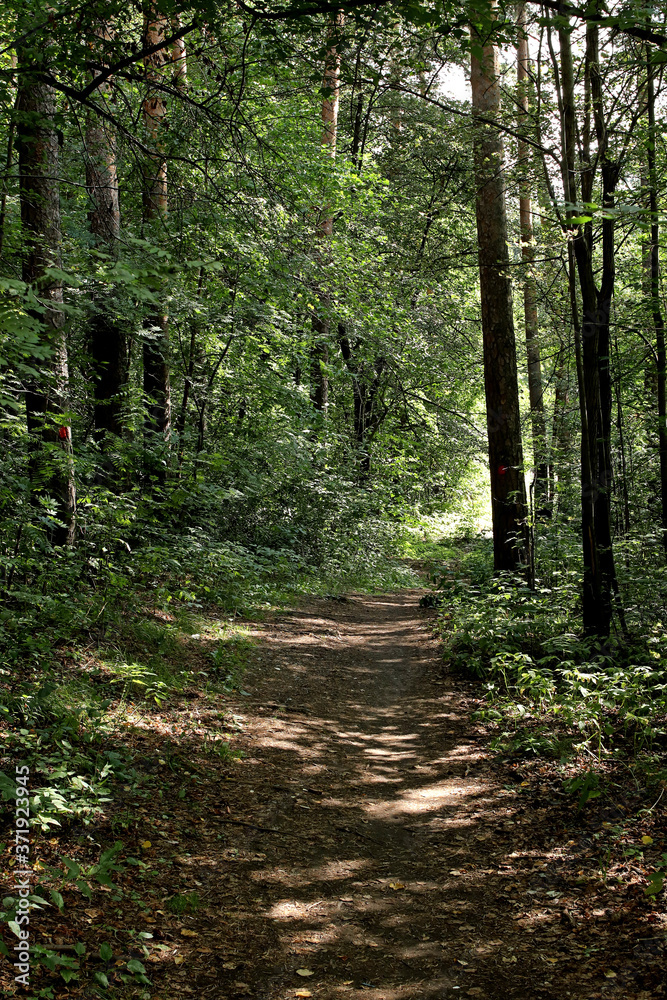 Obraz premium path in the woods