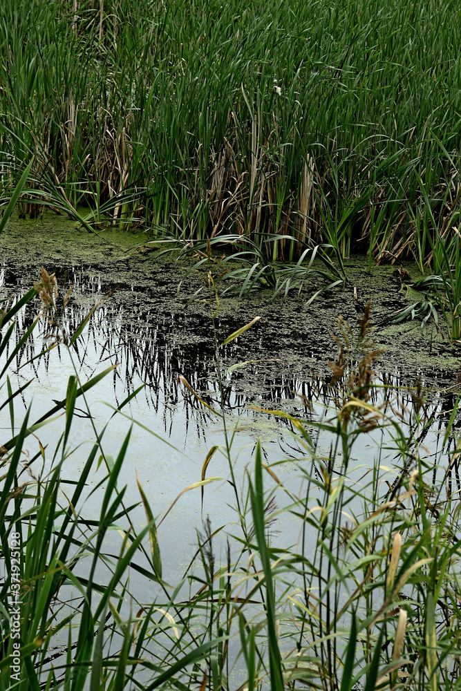 reeds in the water reeds in the water