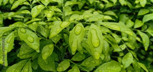 Leaves background and natural water droplets.