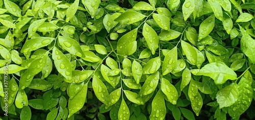 Leaves background and natural water droplets.