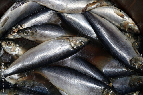 herring floating in a brine in a barrel
