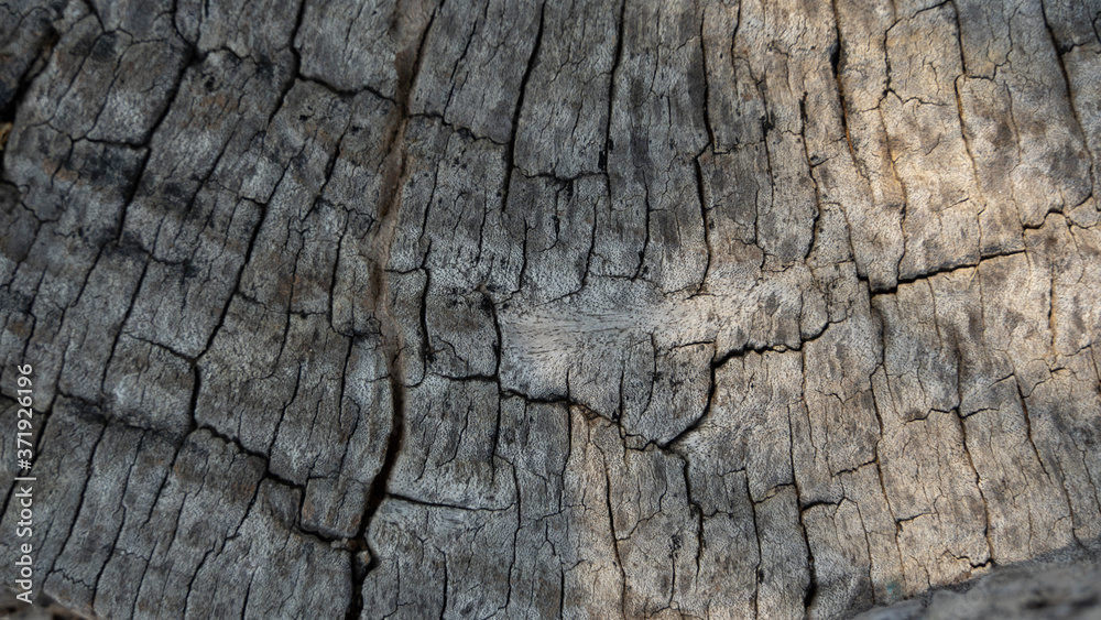 texture old wood brown background texture old wood brown background