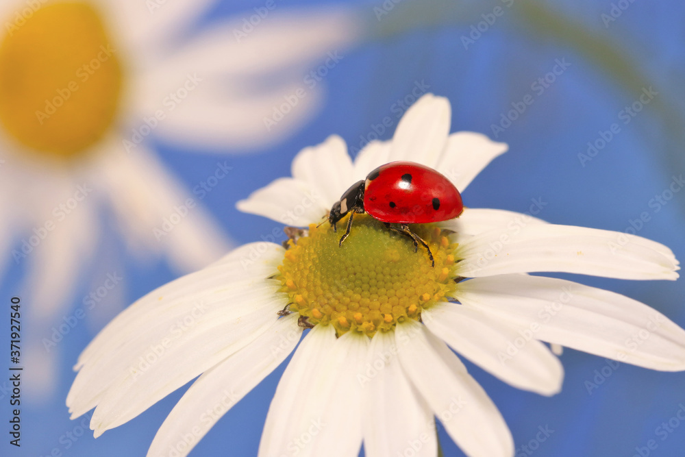 Ladybug leisurely runs on a field flower named Daisy. 
