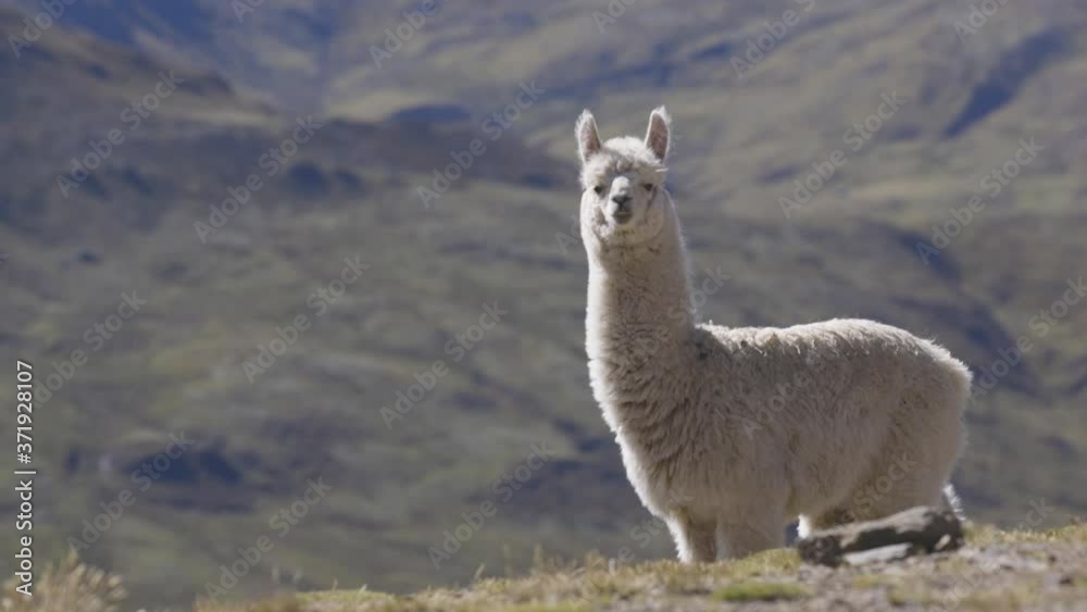 A lllama standing alone on top of a mountain in the Peruvian Andes. The llama turns to look directly down the lens.