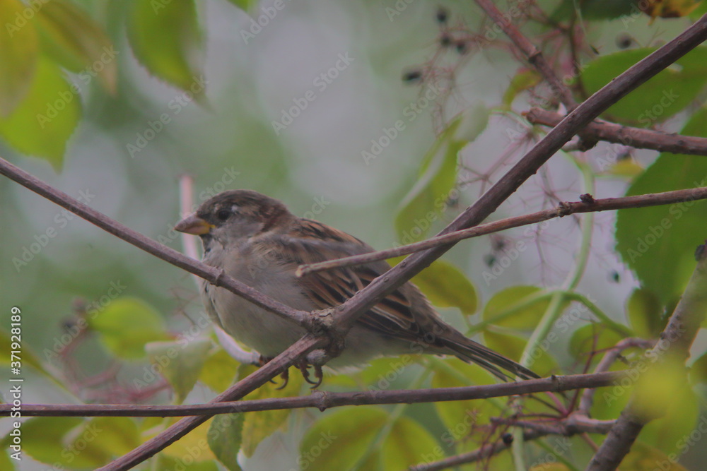 sparrow with branched and bokeh background sparrow with branched and bokeh background