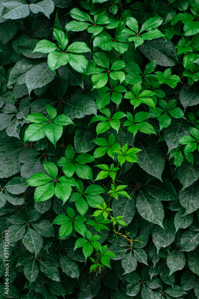 Beautiful green leaves of wild grapes. Ivy. Close-up. Background. Texture Beautiful green leaves of wild grapes. Ivy. Close-up. Background. Texture