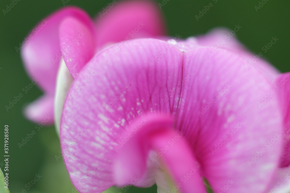 dew on pink flower petals dew on pink flower petals