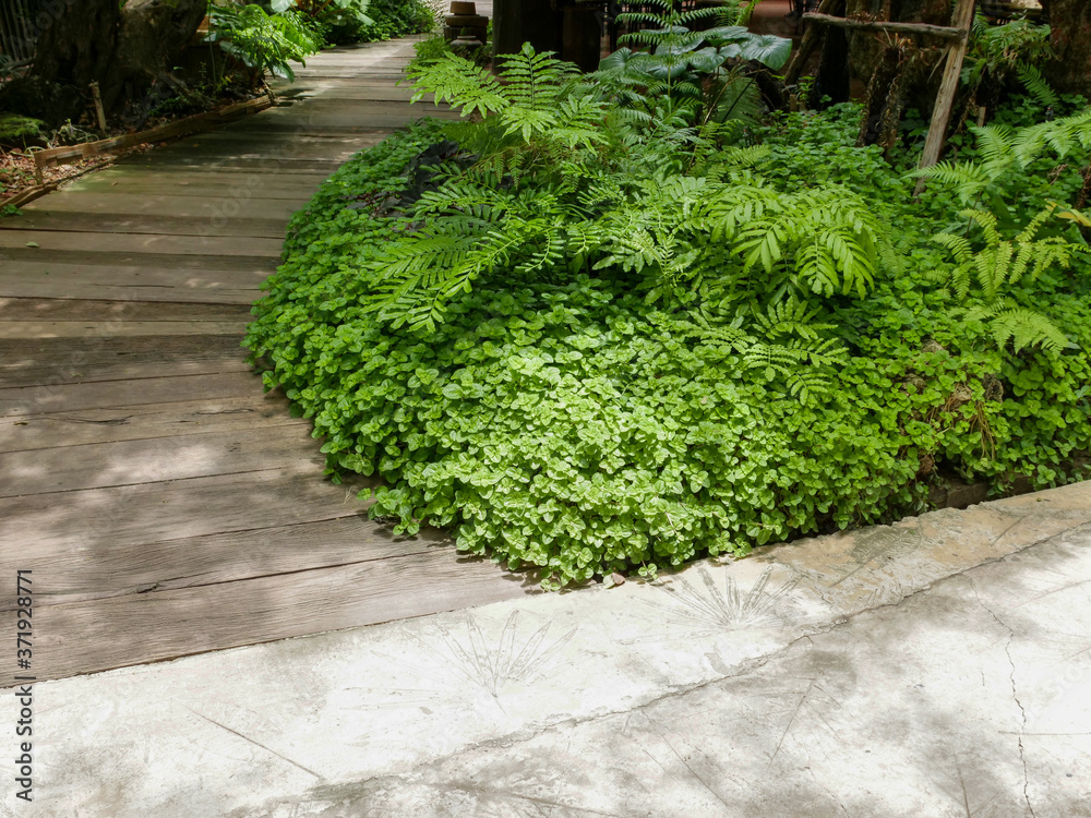 wooden and concrete walk path with green leavs shrubs of fern and mint for garden and park ornamental