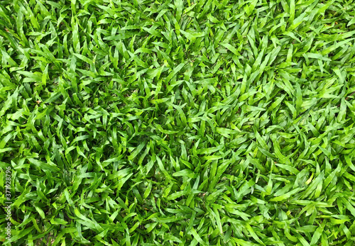 Green grass texture background, lawn for a training football pitch, green lawn pattern textured for the background.