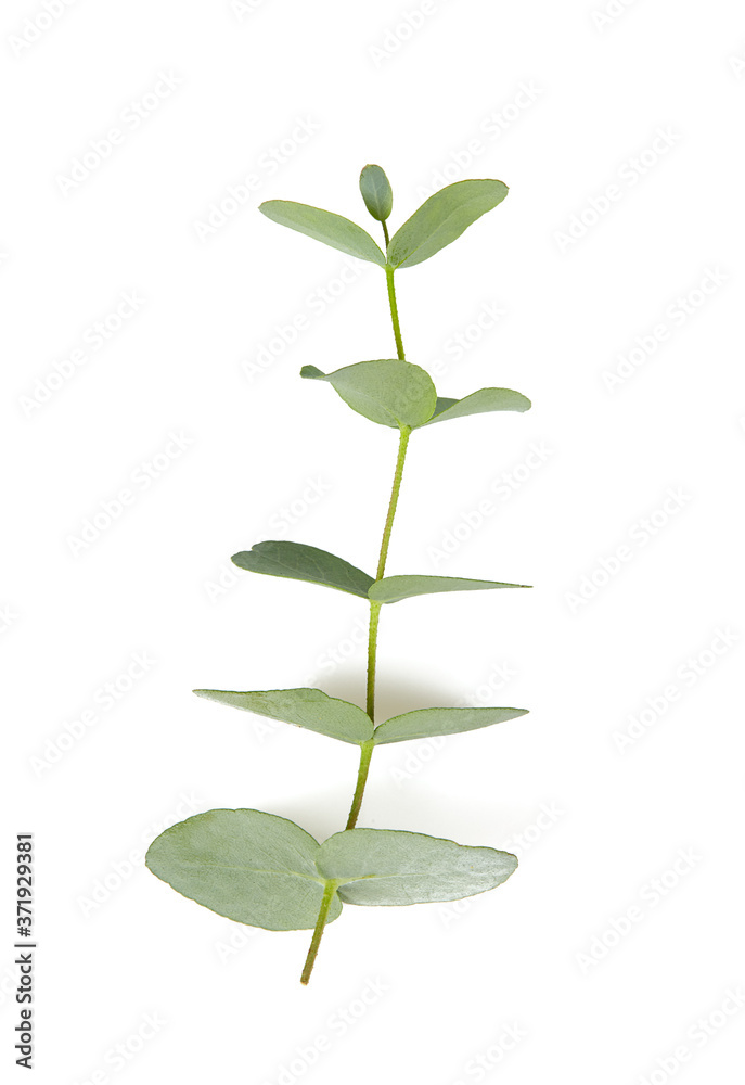 Obraz premium eucalyptus twig isolated on white background