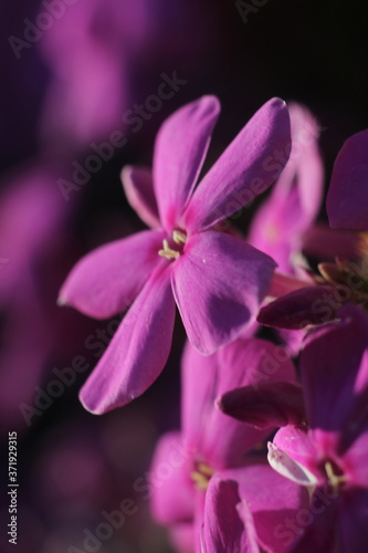 pink flower in natural lighting