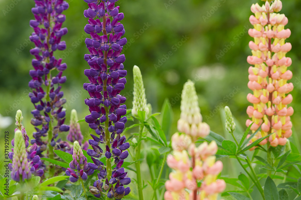 colorful garden lupines growing colorful garden lupines growing