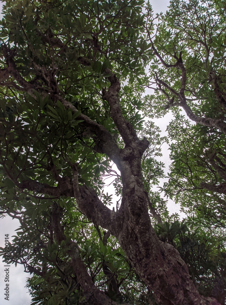 Fototapeta premium trees in the forest