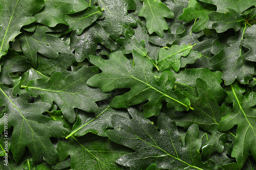 Green oak leaves as background