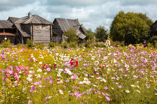 Fototapeta Naklejka Na Ścianę i Meble -  Countryside landscape with old wood houses on background and meadow with rural flowers on foreground.