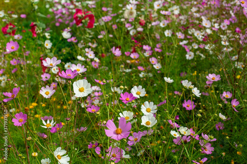 Meadow with summer flowers. Summer time.