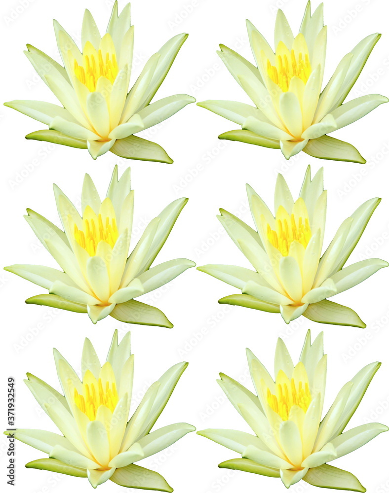 Tiled Yellow waterlili flower duplicated into a nice pattern design Tiled Yellow waterlili flower duplicated into a nice pattern design