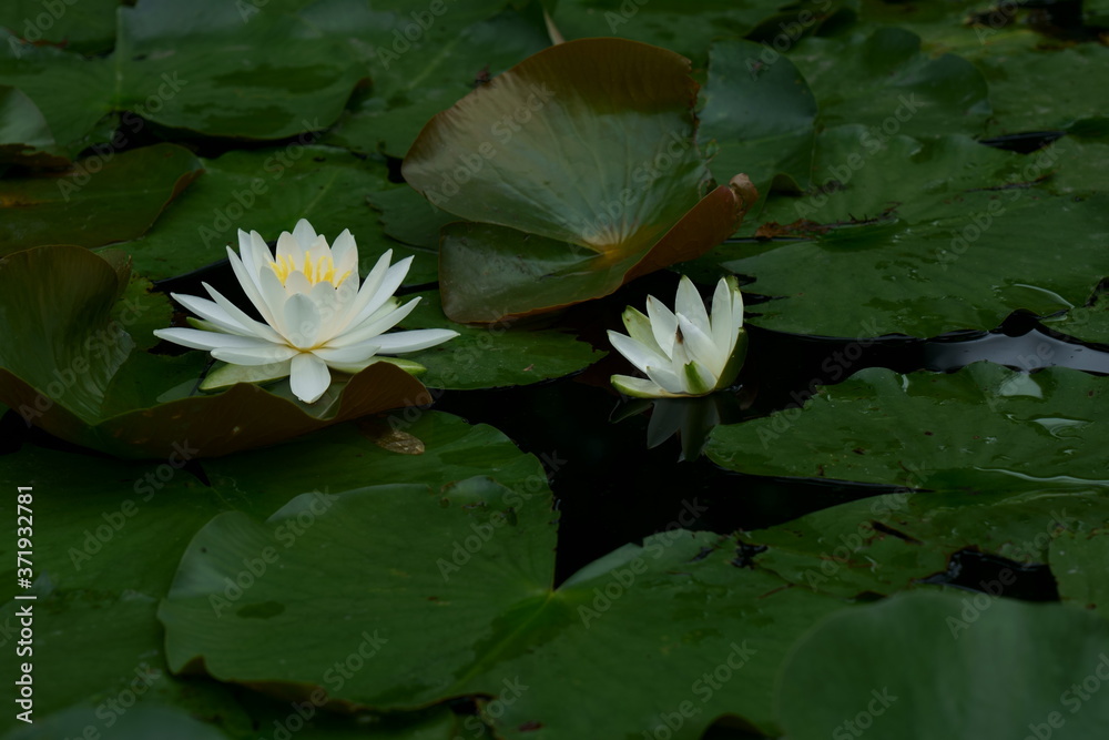 池の水面に浮かぶように咲く白い睡蓮
