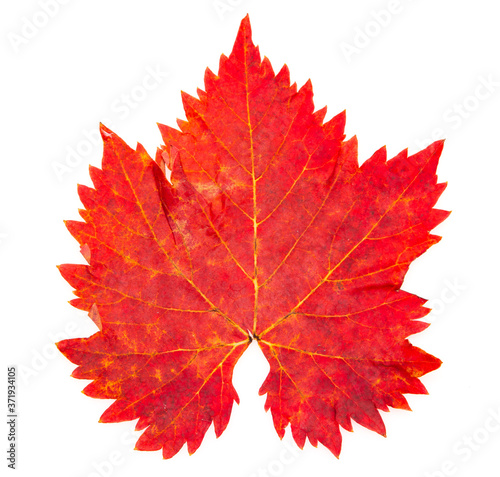 red grape leaf with black spots on white background