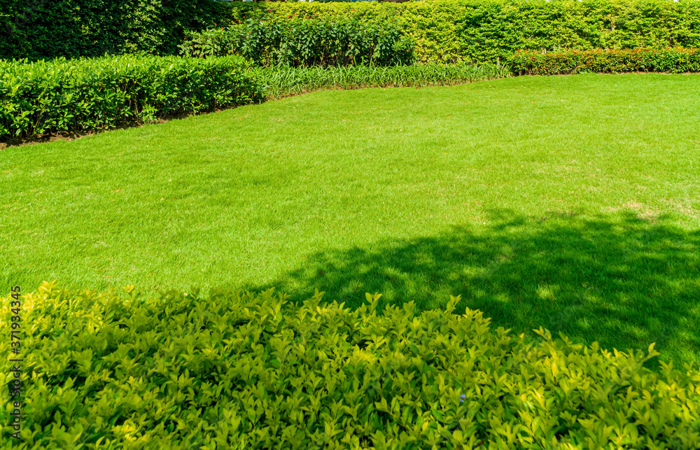Landscape design for background, Peaceful Garden, Green garden and lawn, Green lawn, The front lawn for background, The beauty of the decorated garden, Newly cut lawn Lush green with morning sunlight.