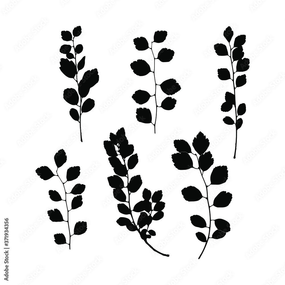 Set imprint of a natural branch with leaves. Silhouette of a bush branch. Botanical vector illustration. Suitable for design, prints, postcards. Set imprint of a natural branch with leaves. Silhouette of a bush branch. Botanical vector illustration. Suitable for design, prints, postcards.