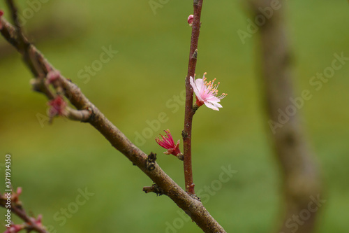 Pink Sakura (Cherry blossom)