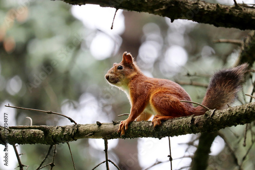 Young squirrel sitting on a pine tree branch in a summer forest