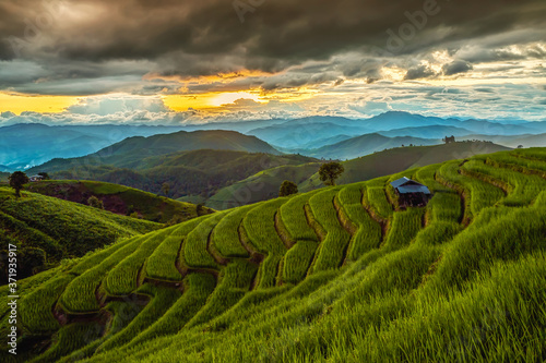 Green rice field in sunset and raining at Pa Bong Piang Terraces Chiang Mai, Thailand © somchairakin