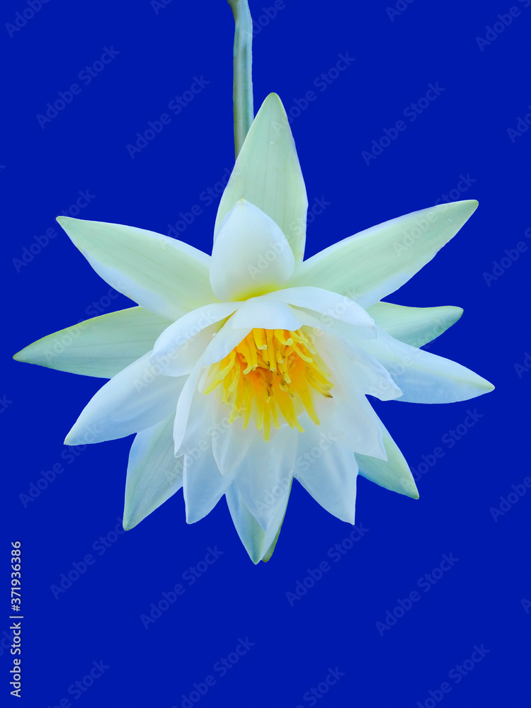 White lotus flower on blue background